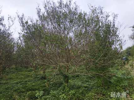 10公分四川红紫薇