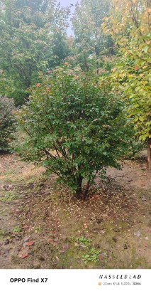 高度260厘米火焰卫矛