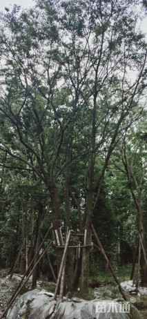 40公分多杆朴树