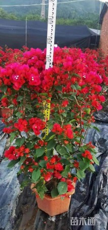 高度27厘米三角梅