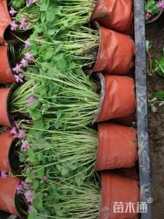 高度10厘米紫云英