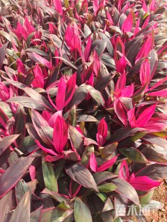 高度30厘米红叶朱蕉