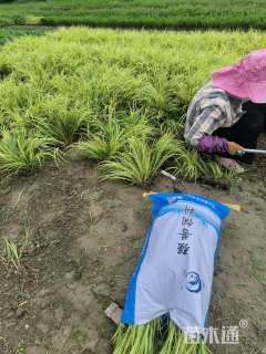 高度25厘米金叶石菖蒲