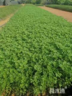 高度30厘米美女樱