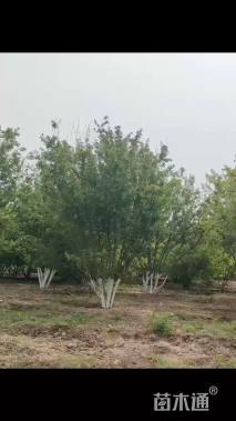 高度500厘米丛生茶条槭