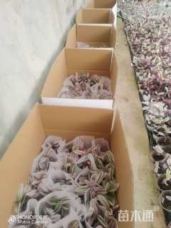 高度20厘米吊竹梅