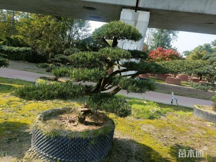 容器苗造型罗汉松