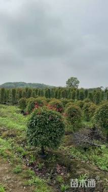 高度180厘米红叶石楠柱