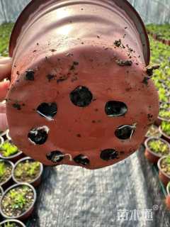 高度20厘米庭菖蒲