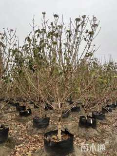 高度150厘米中华木绣球