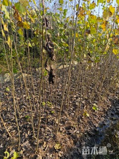 高度250厘米杨树小苗