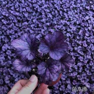 高度30厘米矾根