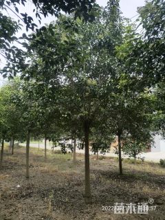 12公分大叶女贞