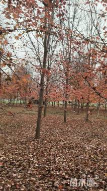 15公分美国红枫