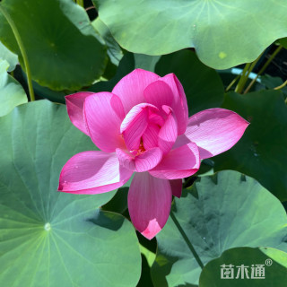 高度35厘米睡莲