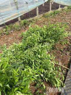 高度55厘米连翘