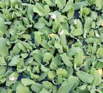 高度15厘米大薸