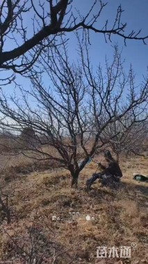 高度450厘米丛生山杏