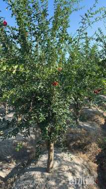 高度250厘米花石榴