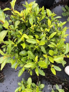 高度35厘米蓝雪花