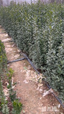 高度50厘米北海道黄杨