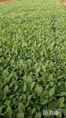 高度15厘米矮牵牛