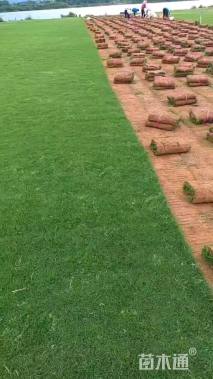 草卷状百慕大草