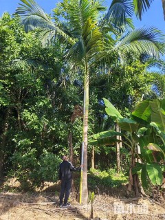 裸干高3.5厘米假槟榔