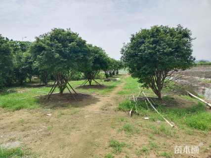 高度280厘米嘉宝果