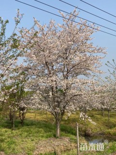 13公分染井吉野樱