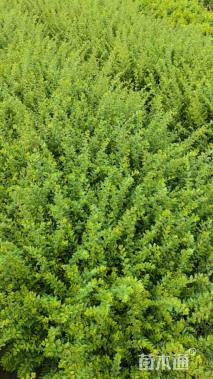 高度20厘米亮绿忍冬