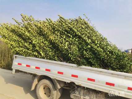 高度90厘米北海道黄杨柱