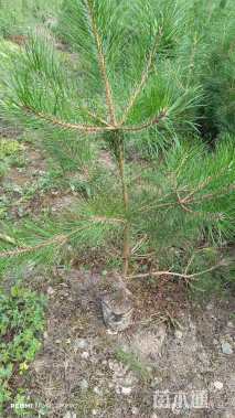 高度80厘米油松