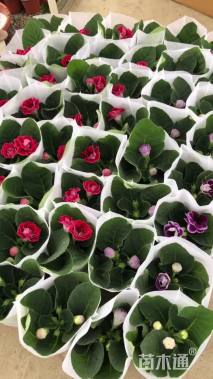 高度15厘米大岩桐