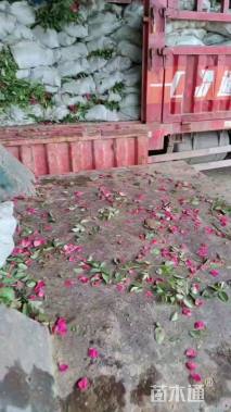 高度25厘米月季