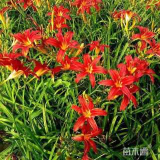 高度20厘米大花萱草