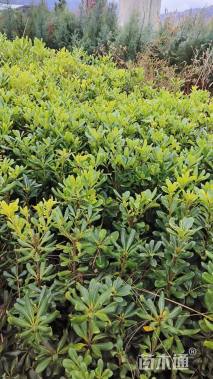 高度50厘米海桐