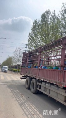 高度50厘米星光草