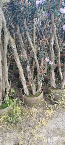 高度300厘米杜鹃