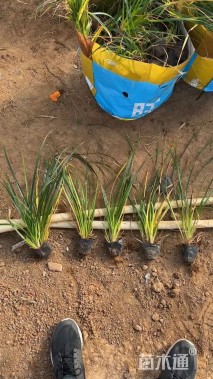 高度50厘米蒲苇