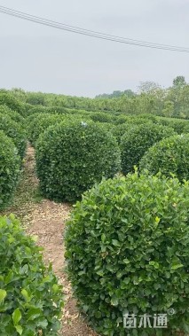 冠幅120厘米卫矛球