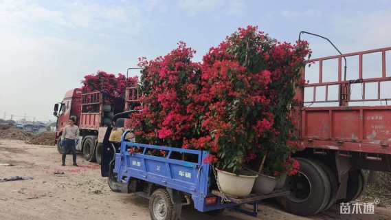 高度180厘米红花三角梅