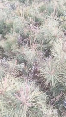 高度80厘米油松