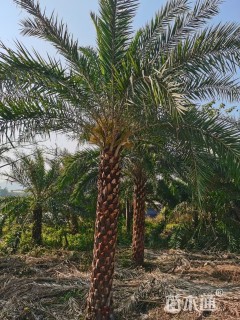 裸干高300厘米中东海枣