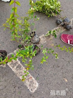 高度15厘米大花六道木