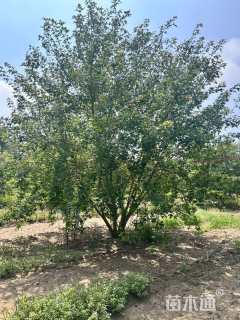 高度500厘米丛生五角枫