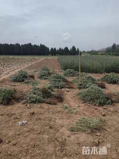 高度82厘米沙棘