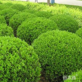 冠幅180厘米冬青球