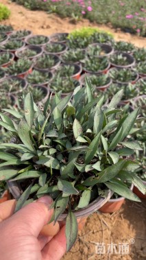 高度30厘米紫菀