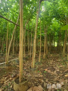 高度250厘米紫荆